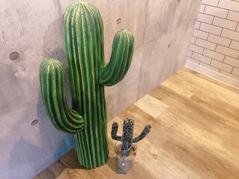 チッパー(CHIPPEr)/CHIPPErのサボテンコンビ♪