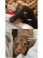 ロレインブロウ 二子玉川店&nbsp;愛犬のジャックと琥珀です♪