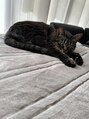 マカナ整体サロン 金山(MAKANA) 猫を二匹飼ってます!