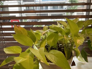 府中北口ふじい整骨院&整体院/観葉植物-10年来の緑ちゃんです