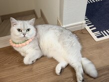 ノルンネイル(Norns nail)の雰囲気（＊人気な猫スタッフ＊）