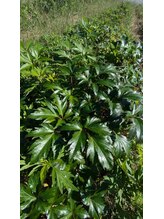 ミヤビ(miyabi)/大和当帰