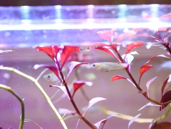 かくれ家 和/アイドル