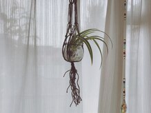 ハミングバード/折鶴蘭