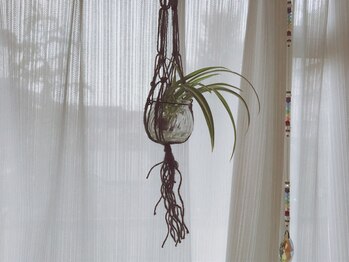 ハミングバード/折鶴蘭