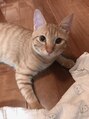 シュエット(chouette)&nbsp;実家の猫です！いつか飼いたいです♪