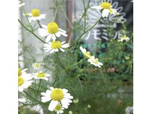 天使のうたたね/画像を押すとクーポンが出ます！