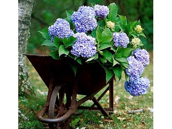 プチローズ/薔薇から紫陽花へ。時は流れる♪