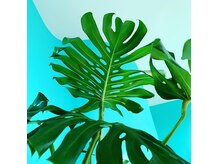 のびたのせかい ソイ 三木(soi)の雰囲気（立派なモンステラが２つで運気アップも☆　）