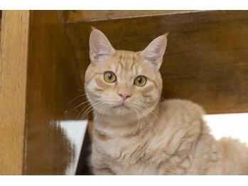 カイロプラクティック 長岡/その他