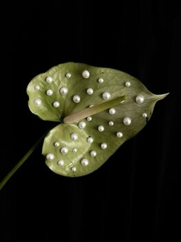 〈新規様〉付け替えstaffお任せ