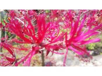 リカ/4月の中庭