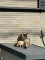 さくらメディネス整骨院 灘水道筋院 日向ぼっこしてる猫!