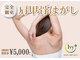 アイビー(Ivy)の写真