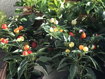 にしざわ整体院/観賞用の唐辛子