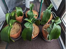 コリコリとるとる 天童店/らん　１２月２日現在の様子