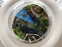 レミューズ(LES MUSES)/苔テラリウム