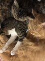ナデシコ バイ ワンネス(Nadeshiko by One'Ness)&nbsp;猫を飼い始めて可愛がってます★ /次世代まつ毛パーマ/眉毛