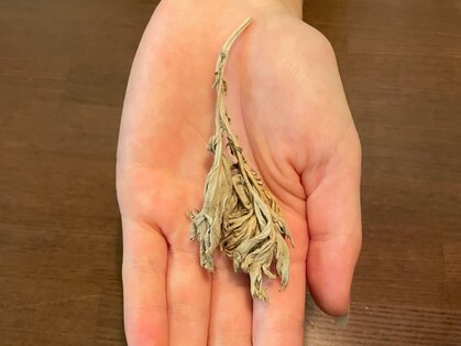 ピオナ 東白楽(PIONA)の写真
