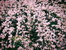 清流堂/梅林公園にて