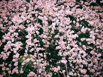 清流堂/梅林公園にて