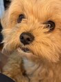 バニッシュ(Vanish)&nbsp;休日は愛犬とのんびり過ごしています