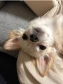 メイクアップラニ(MAKE UP LANI) 愛犬の麦くんです^^