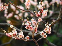 清流堂/梅林公園にて