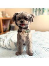 さら紗/看板犬　空（くう）一才♂