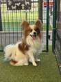 癒し～ぷ プラトンホテル四日市店&nbsp;愛犬のパピヨン、せなです！よくドックランに行きますU・x・U