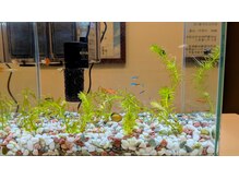 癒し～ぷ 武蔵新城店/受付に水槽を置きました！
