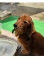 タートル(TURTLE)&nbsp;愛犬のぎんもうかなりのお年寄りです(*^^*)