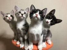 ソワンド ルバンシュ/我が家の猫☆