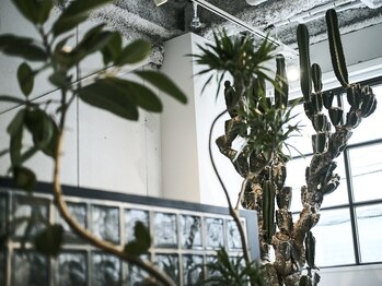 オムズアイ(om's eye.)/*植物*