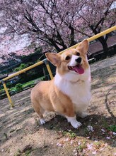 サロンドフィル(Salon de fil)/お花見