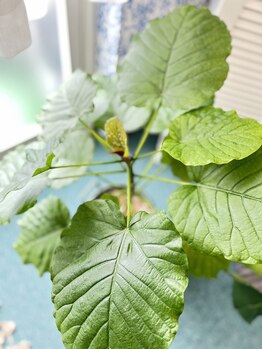 マシュマロハンド/肩こり/冷え/むくみ改善