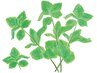 【9月限定】酵素入浴＋薄荷フェイスパック＋湯上りフェイス付き
