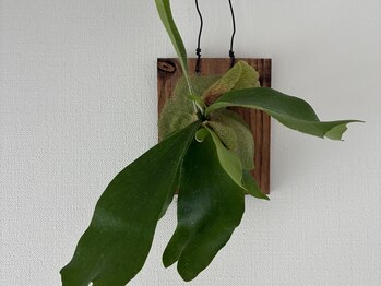 リチューン 自由が丘店(Re.tune)/観葉植物