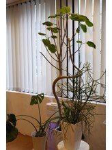 モーント 御堂筋店(Mond)/観葉植物で癒し空間♪