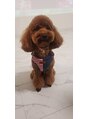サロンシュシュ(salon Chou Chou) 愛犬♪私の癒しのパートナー♪