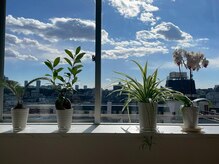 鍼灸治療院 麗月庵 新宿 代々木/鍼灸院の植物たち[新宿/代々木]