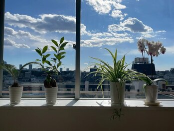 鍼灸治療院 麗月庵 新宿 代々木/鍼灸院の植物たち[新宿/代々木]