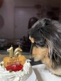 アンヘル(Angel)&nbsp;愛犬の茶々です♪16歳の食いしん坊さん。