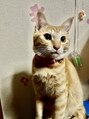 森家 綱島店 私の愛猫ルルちゃん(*^^*)茶トラの保護猫やんちゃ娘(≧∀≦)