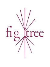 フィグ ツリー(fig tree)&nbsp;hikari n