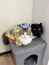 晴々/夏仕様のアロハシャツ！