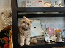 ジージーハウス(GG House)の雰囲気(8ヶ月エキゾチックのチルが一緒にお出迎え*猫好きの方是非^^)