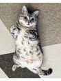 リラ 上大岡店(Lilas) アメリカンショートヘアの愛猫ブゥ(♂)甘えん坊な私の癒しです♪