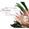 プロテア(Protea)のお店ロゴ