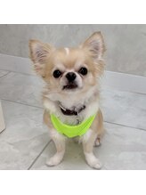 エスペレ 六本木(esperer)&nbsp;［看板犬］ れん